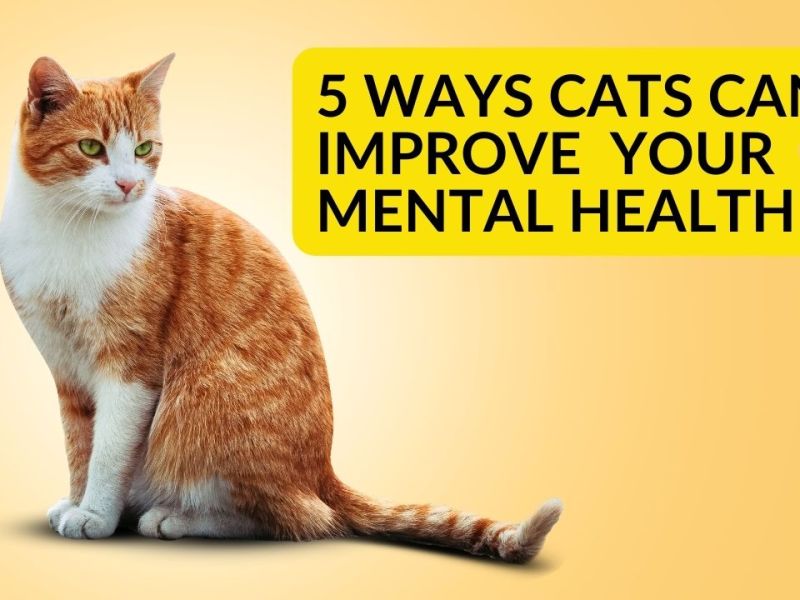 5 Ways Cats Can Improve Your Mental&nbsp;Health